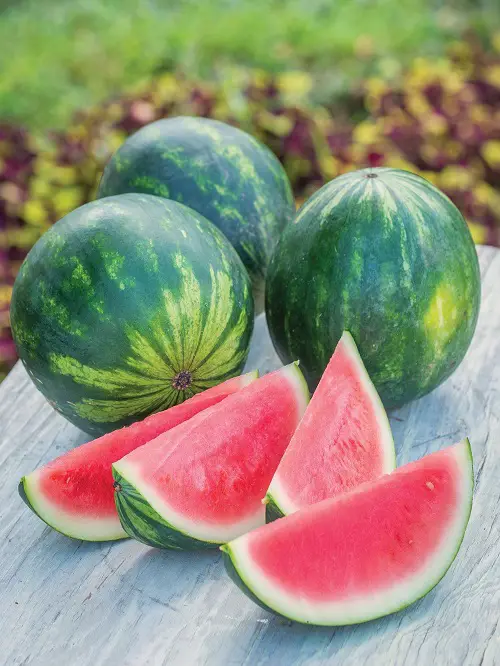 best Sweetest Types of Watermelon