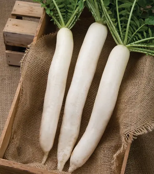  best Types of Radish Varieties for Containers 