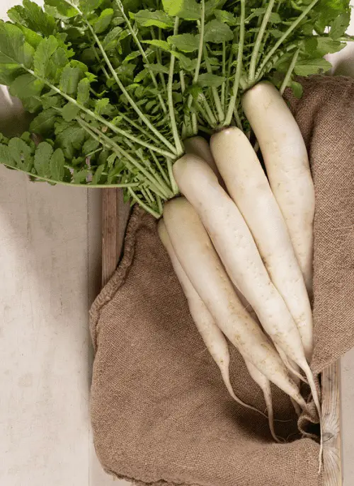  best Types of Radish Varieties for Containers and Gardens