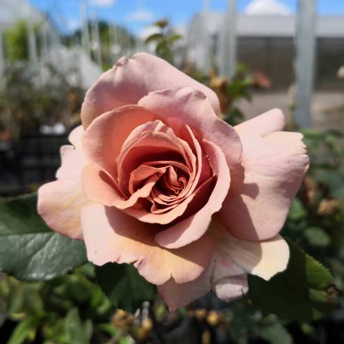 world Best Brown Roses Varieties  