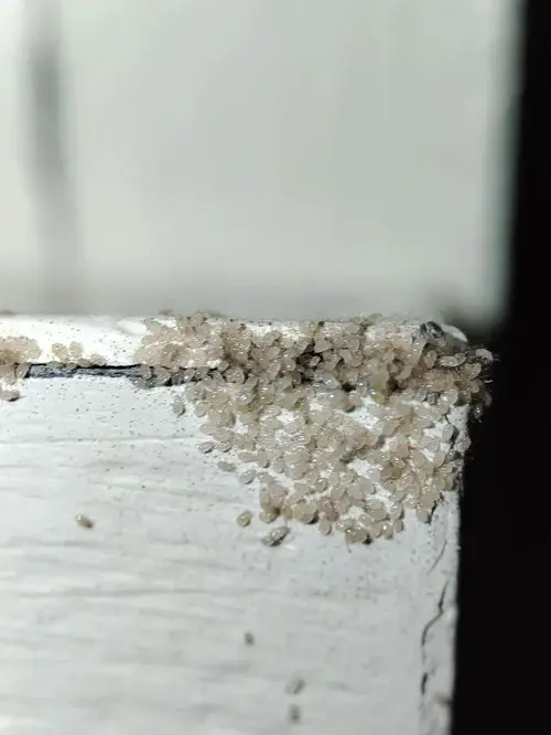 Tiny Black Insects Resembling Poppy Seeds