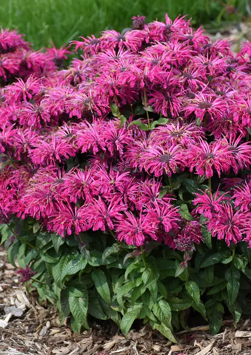 Beautiful Magenta Flowers