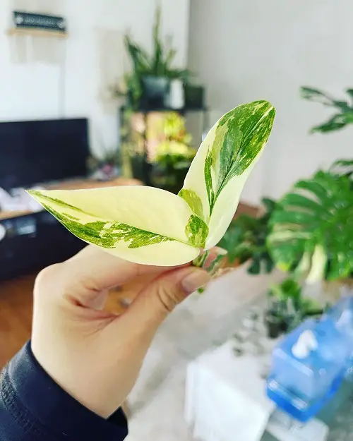 Propagating Monstera Lechleriana