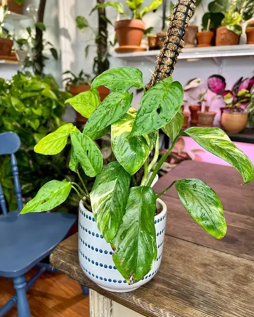 Monstera Lechleriana plant indoor
