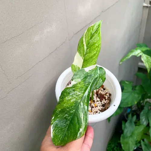 Monstera Lechleriana Care 2