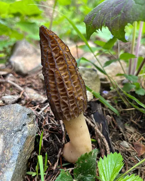 Mushrooms Designed to Resemble a Penis