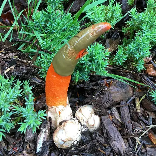 best Mushrooms with a Penis-Like Appearance