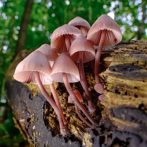 Types of Red Mushrooms for garden