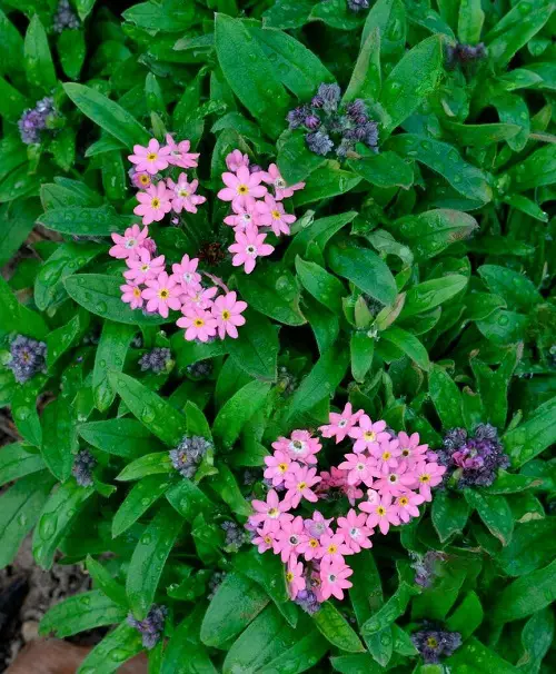 Kinds of Pink Garden Flowers 
