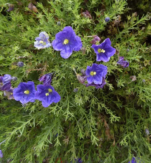 Amazing beautiful Blue Flower Names & Images