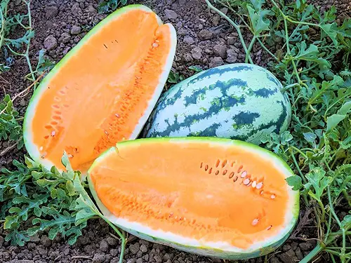 The sweetest varieties of watermelon