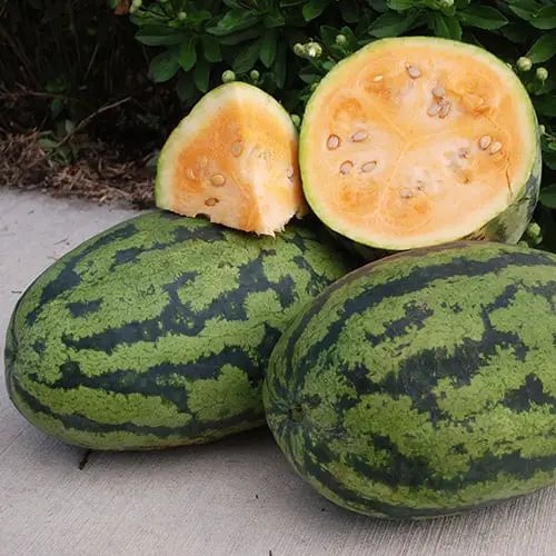 Most Delicious Types of Watermelon 
