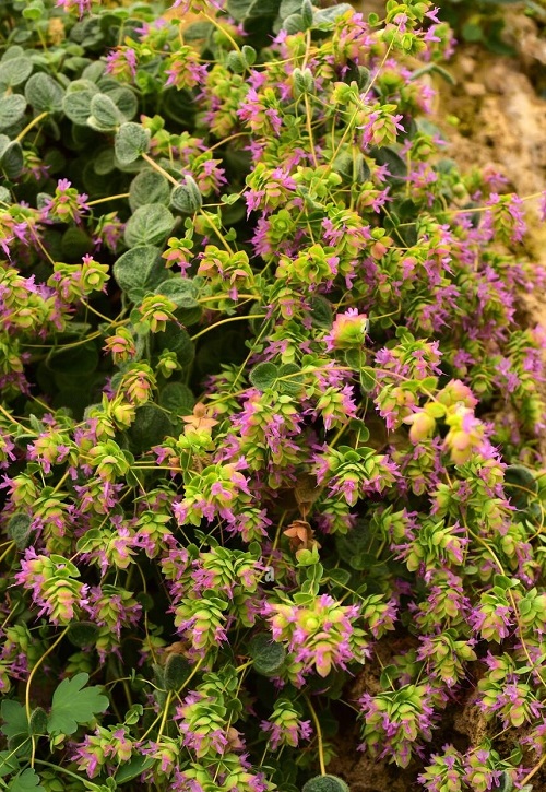 best Beautiful Greek Flowers for the Home and Garden