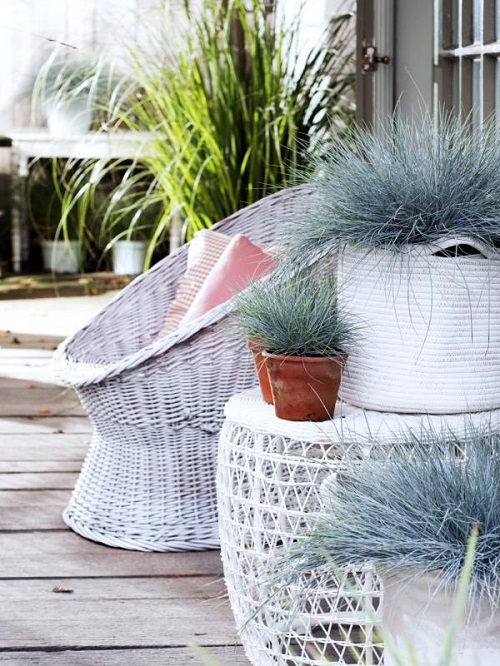 Best Indoor Grass Plants You Can Grow As Houseplants