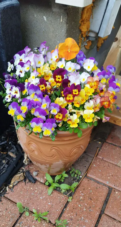 flowering houseplants 5