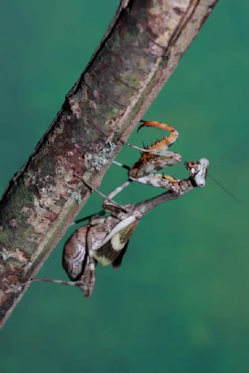 Various Praying Mantis Types That You May See in the Garden