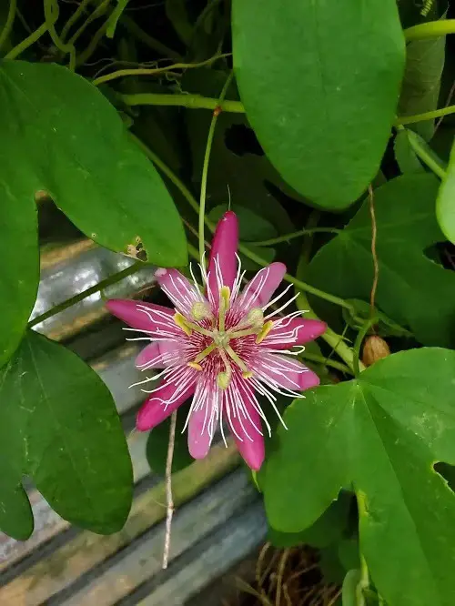 best Most Beautiful Magenta Flowers
