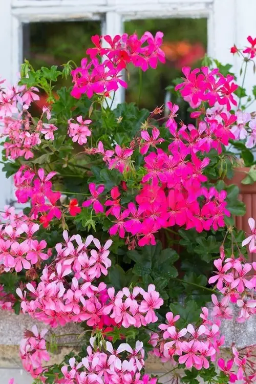Kinds of Pink Garden Flowers 