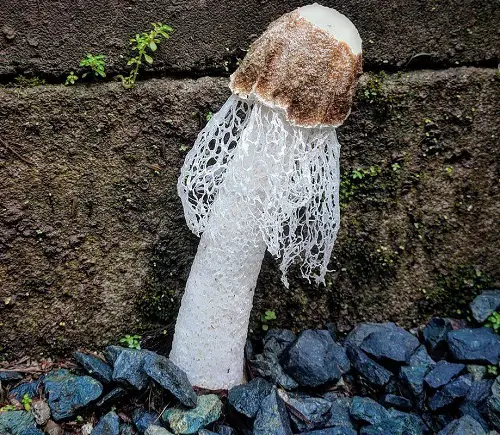 Mushrooms with a Penis-Like Appearance