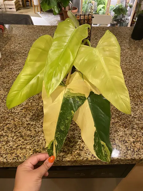 Top Large-Leaf Philodendron Types