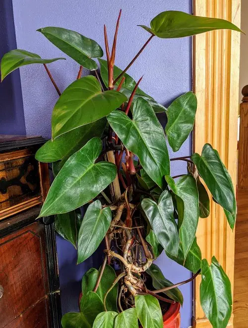 top Best Large Leaf Philodendron Varieties