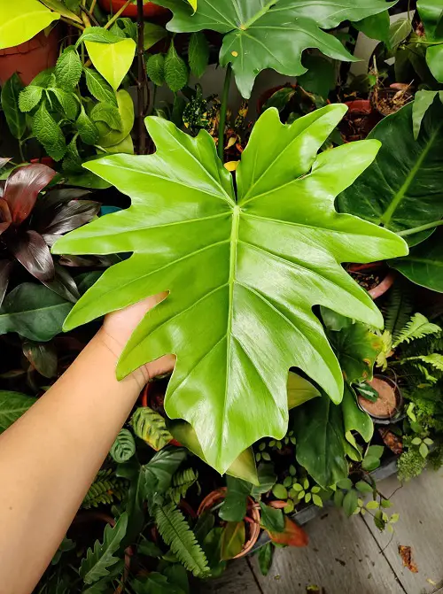 Top Large-Leaf Philodendron Types