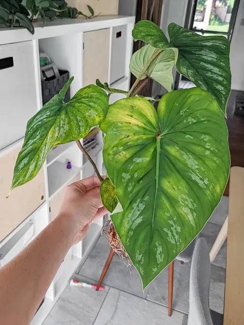 The Best Varieties of Philodendron with Big Leaves