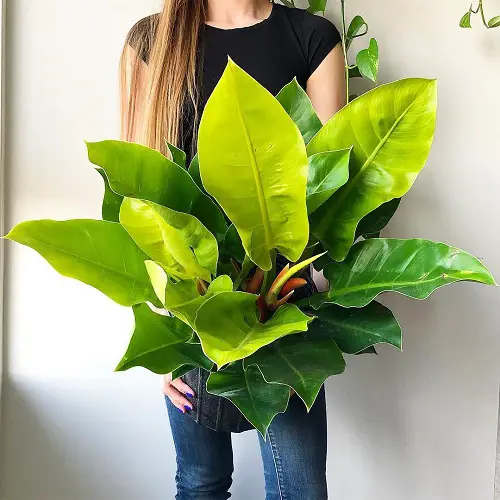 lovely Top Large-Leaf Philodendron Types