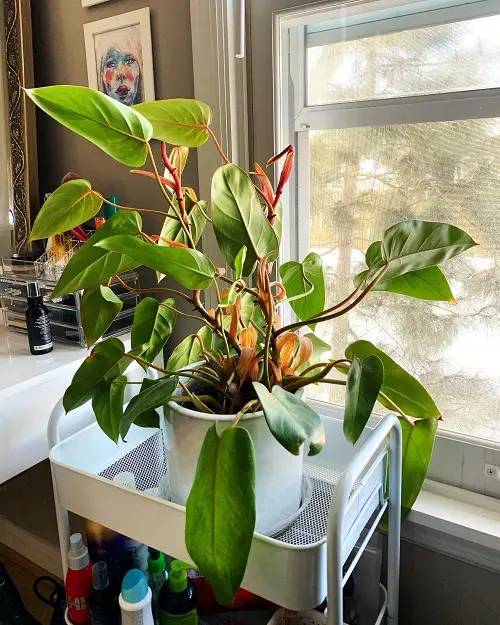 Marvelous Philodendrons You Will Truly Adore 8