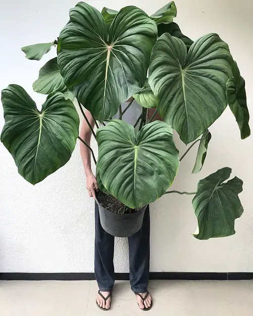The Best Varieties of Philodendron with Big Leaves
