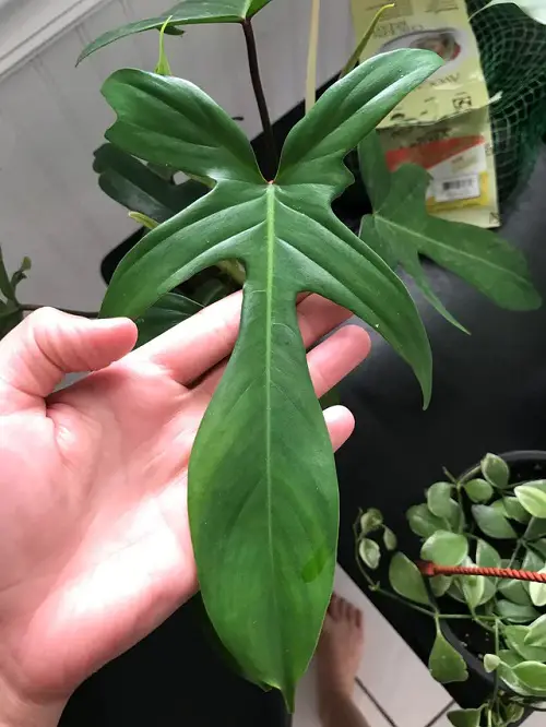 Large Leaf Philodendron Varieties in garden