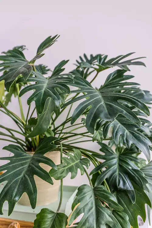 Top Varieties of Philodendron with Large Leaves