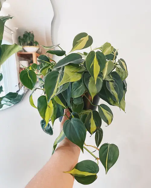 Heart Leaf Philodendron Varieties