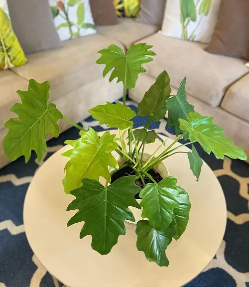 Beautiful Philodendrons You Will Be Infatuated 8