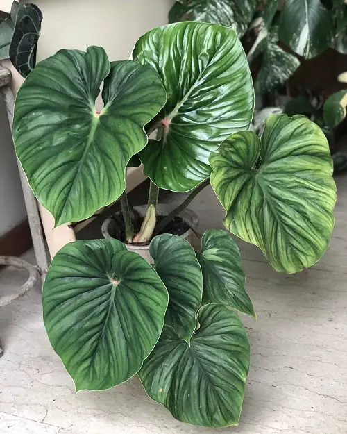Grow Varieties that Grow Bushier