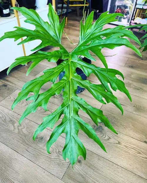 Best Varieties of Philodendron with Large Leaves 