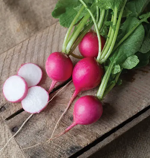 best radish varieties for gardeners