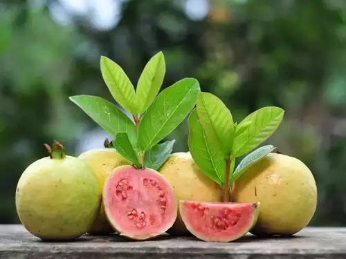 Top best Pink and Red Guava Varieties 
