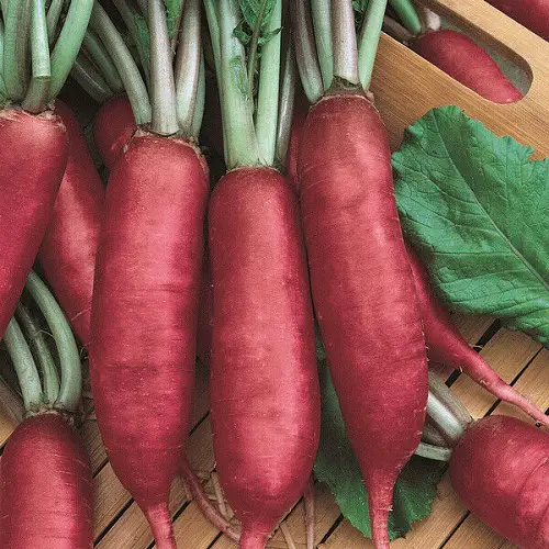 best Types of Radish Varieties