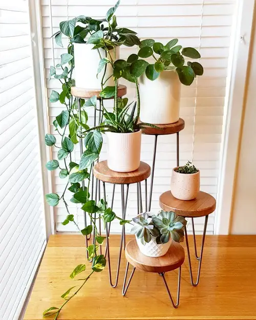 Individual Plant Stands Grouped Together