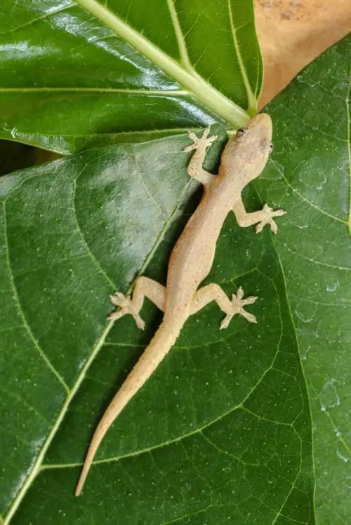 Best Plants to Keep Lizards Away from Home & Garden