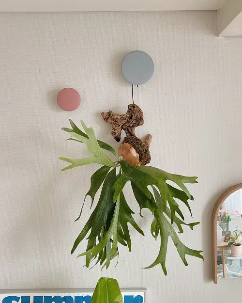 3 Staghorn Fern Varieties on wall
