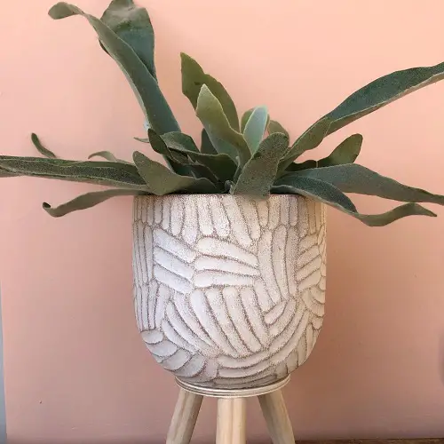9 Types of Staghorn Ferns