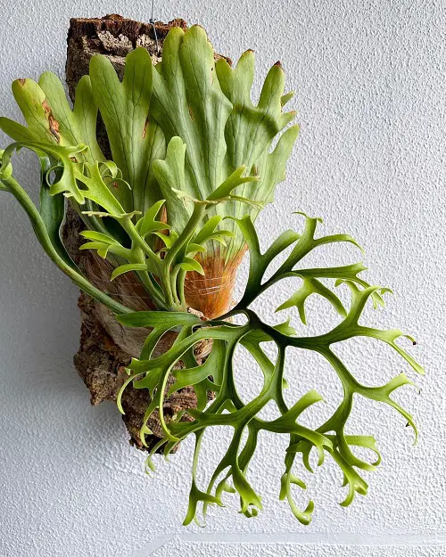 best Types of Staghorn Ferns