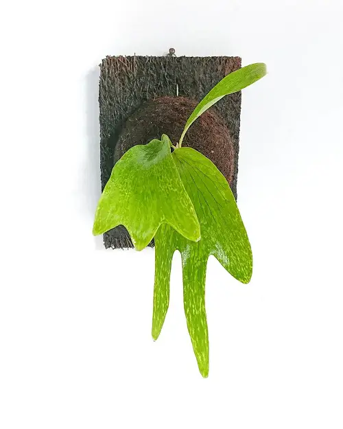 11 top best Types of Staghorn Ferns