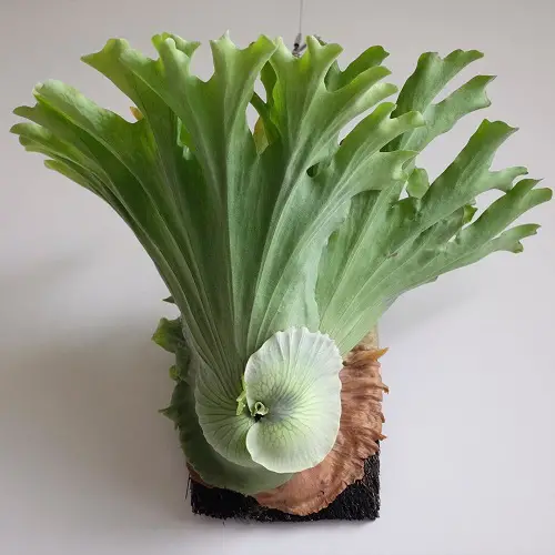 Giant Staghorn Fern verites