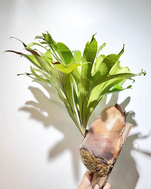 top best Staghorn Fern Varieties