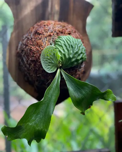 Staghorn Fern Varieties indoor