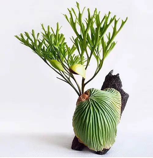 Varieties of Staghorn Ferns