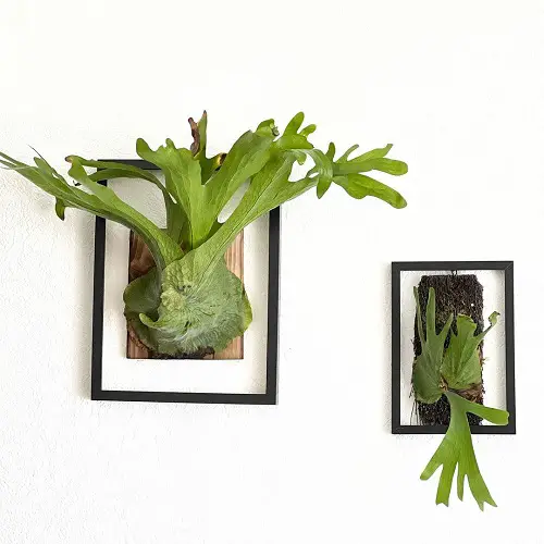7 amazing Staghorn Fern Varieties